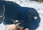 Za týranie koňa až tri roky basy, polícia hovorí o obzvláštnej krutosti