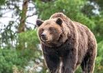 Šelmár o útokoch medveďov na človeka: pokoj nejde podceňovať