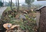 Enviropolícia navrhla obžalobu dvoch mužov za nelegálny výrub stromov