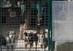 Ministerstvo pôdohospodárstva podporí útulky a karanténne stanice dotáciou vo výške 100-tisíc eur