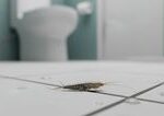 Uvideli ste ju v kúpeľni? Švehla nie je len neškodný hmyz, je varovným signálom vážneho problému