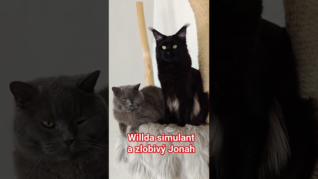 #doktoregg @doktoregg2 www.goldensons.de #cats