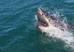 Tínedžer bojuje o život po útoku žraloka pri pláži Shark Beach v austrálskom Sydney